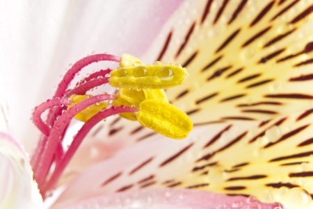 pink exotic flowerの写真素材