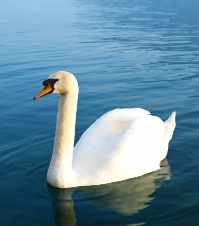 white swanの写真素材