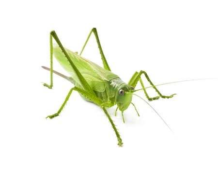 Locust isolated on white backgroundの写真素材