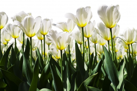 Spring background with beautiful white tulipsの写真素材