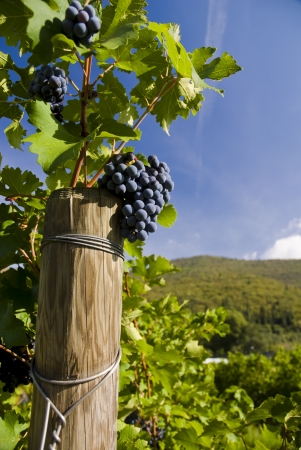 Several bunches of ripe grapes on the vine  selective focus の写真素材