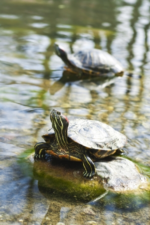 Box Turtleの写真素材