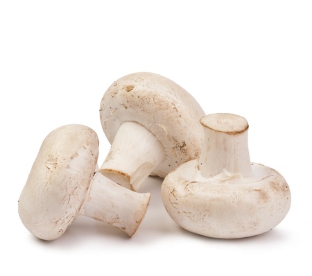 fresh mushrooms isolatedの写真素材