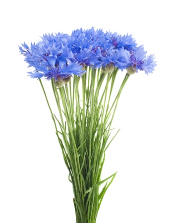 Beautiful blue cornflower isolated on white backgroundの写真素材