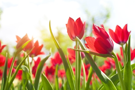 Beautiful spring flowers  in soft focus の写真素材