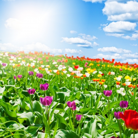 Beautiful spring flowersの写真素材