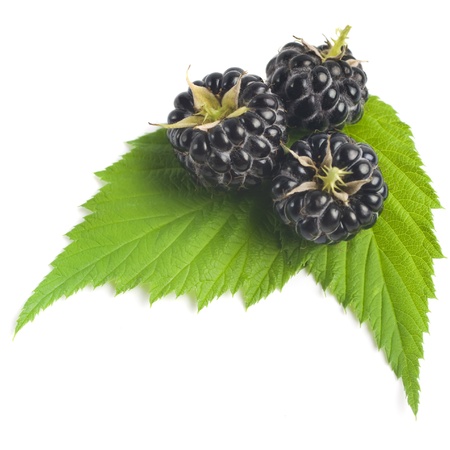 berryの写真素材