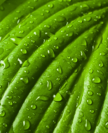surface of wet leaf with dew dropの写真素材