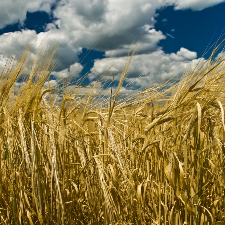 Wheat field and blue sky with cloudsの写真素材