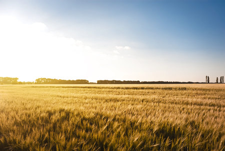Yellow rye field  Autumn landscape 