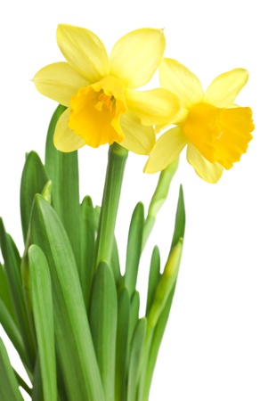 daffodils in green grass over whiteの写真素材