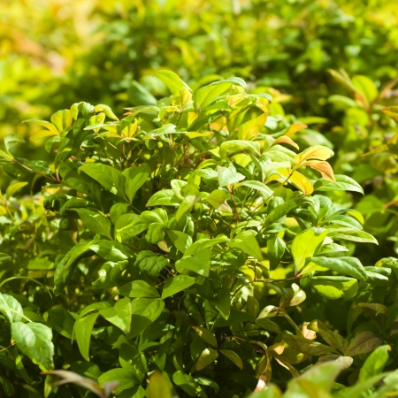 Tiny green leaves background の写真素材