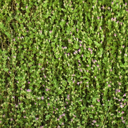 Green leaves wall backgroundの写真素材