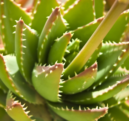 Aloe vera leavesの写真素材
