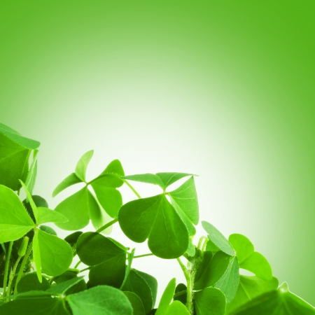 Clover plant macro shotの写真素材