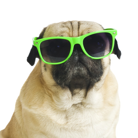 pug with sunglasses の写真素材