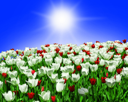 Beautiful spring flowersの写真素材