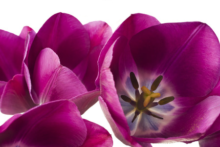 purple tulips isolated on white backgroundの写真素材