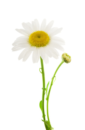 Beautiful daisy isolated on white backgroundの写真素材