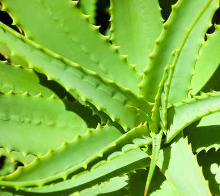 Aloe vera leavesの写真素材