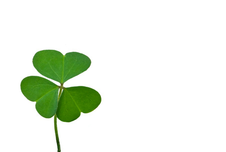 Clover plant macro shot, isolated on white backgroundの写真素材