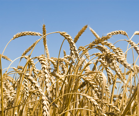 Gold wheat field and blue skyの写真素材
