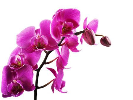 Pink streaked orchid flower, isolatedの写真素材