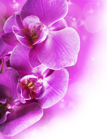 Orchid flowers borderの写真素材
