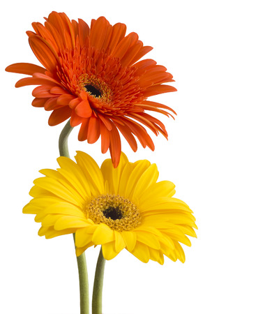 bouquet of gerberas on a white backgroundの写真素材