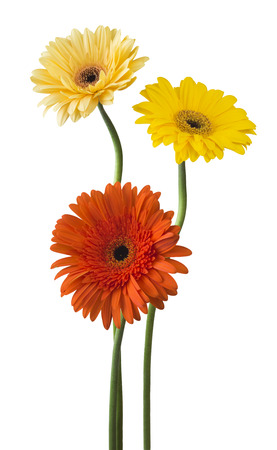 bouquet of gerberas on a white backgroundの写真素材