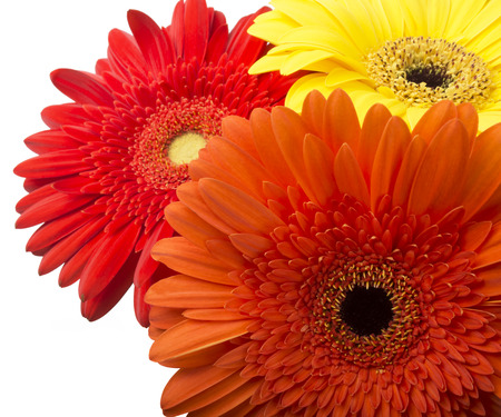 bouquet of gerberas on a white backgroundの写真素材
