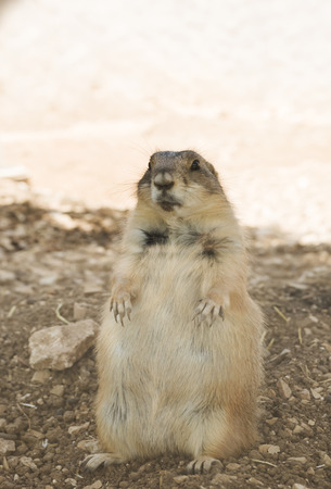 A Marmotの写真素材