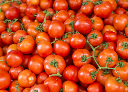 red tomatoes background. Group of tomatoesの写真素材