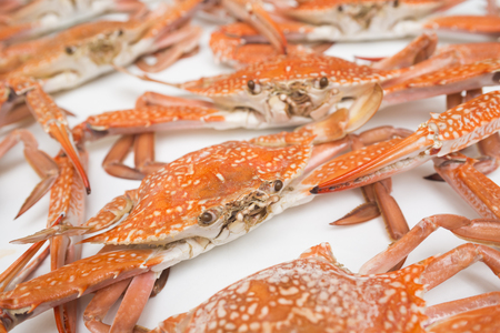 red crabの写真素材