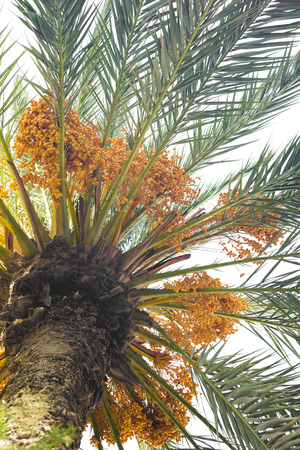 Dates on a palm treeの写真素材