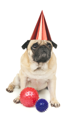 emotional Pug Close-upの写真素材