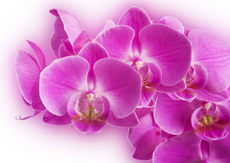 Pink streaked orchid flowerの写真素材