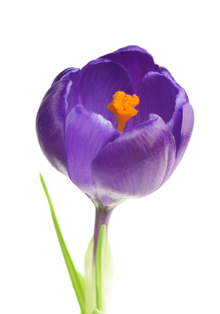 Crocus flower in the spring isolated on whiteの写真素材