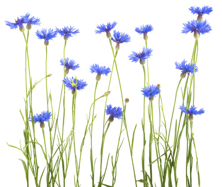 Cornflower. Bouquet of wild blue flowers. Isolatedの写真素材