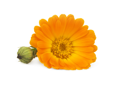 Calendula. Marigold flowers with leaves isolated on whiteの写真素材