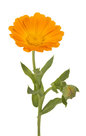 Calendula. Marigold flowers with leaves isolated on whiteの写真素材