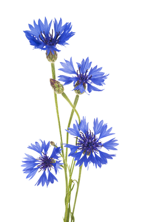 Cornflower. Bouquet of wild blue flowers. Isolatedの写真素材