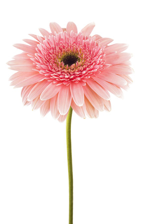 pink gerbera flower isolated on a white backgroundの写真素材