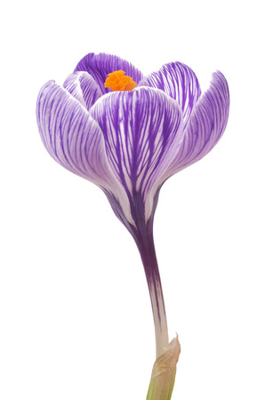 close up of beautiful crocus on white background - fresh spring flowers. Violet crocus flowers bouquet. (Selective focus)の写真素材