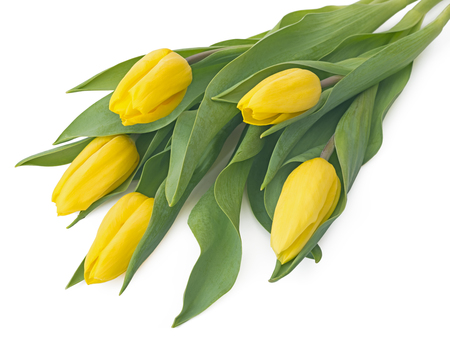 Bouquet of yellow tulips, copy space. Spring fresh flowers, mockup for mothers day, valentine or wedding greeting cardの写真素材