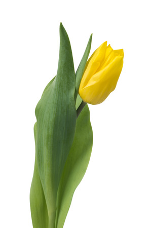 Single Detailed yellow tulip isolated on white background. Could be used for art project or conceptual ideas.の写真素材
