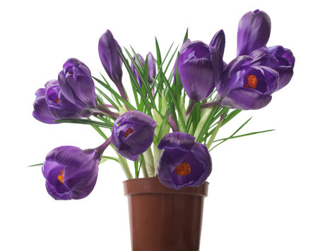 beautiful crocus on white background - fresh spring flowers. Violet crocus flowers bouquet. (Selective focus)の写真素材