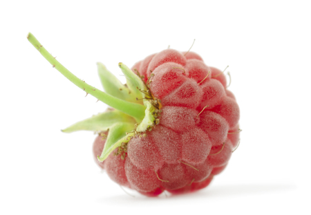 Ripe red raspberry isolated on white backgroundの写真素材