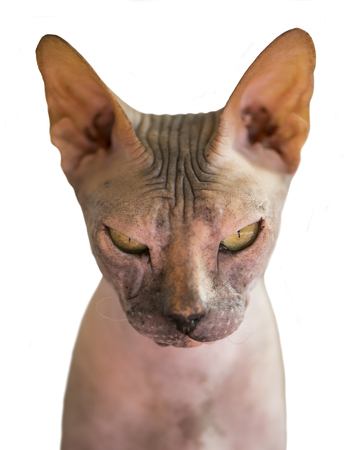 The Canadian sphynx isolated on white backgroundの写真素材