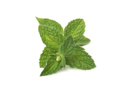 Fresh green mint leaves isolated on whiteの写真素材